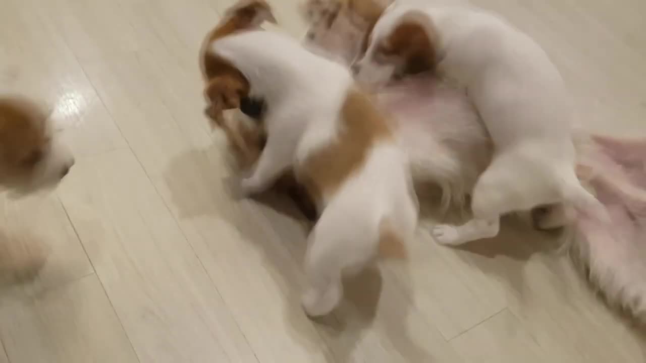 Proud Dad Dog Meets His Puppies For The First Time