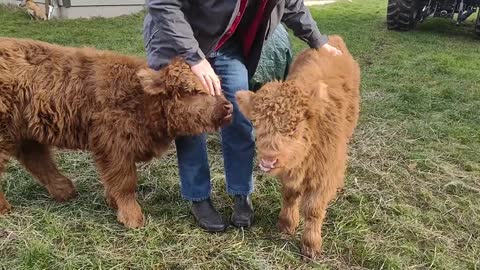 Highland Heifers