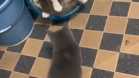 Cat behaving fool