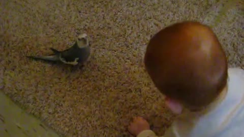 Birds playing with babies👶👶👶👶🐦🐦🐦