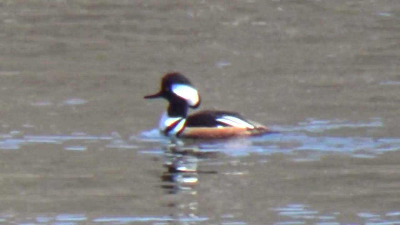 Hooded Merganser