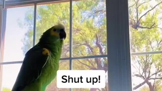 Talking bird tells sister to "Shut Up"