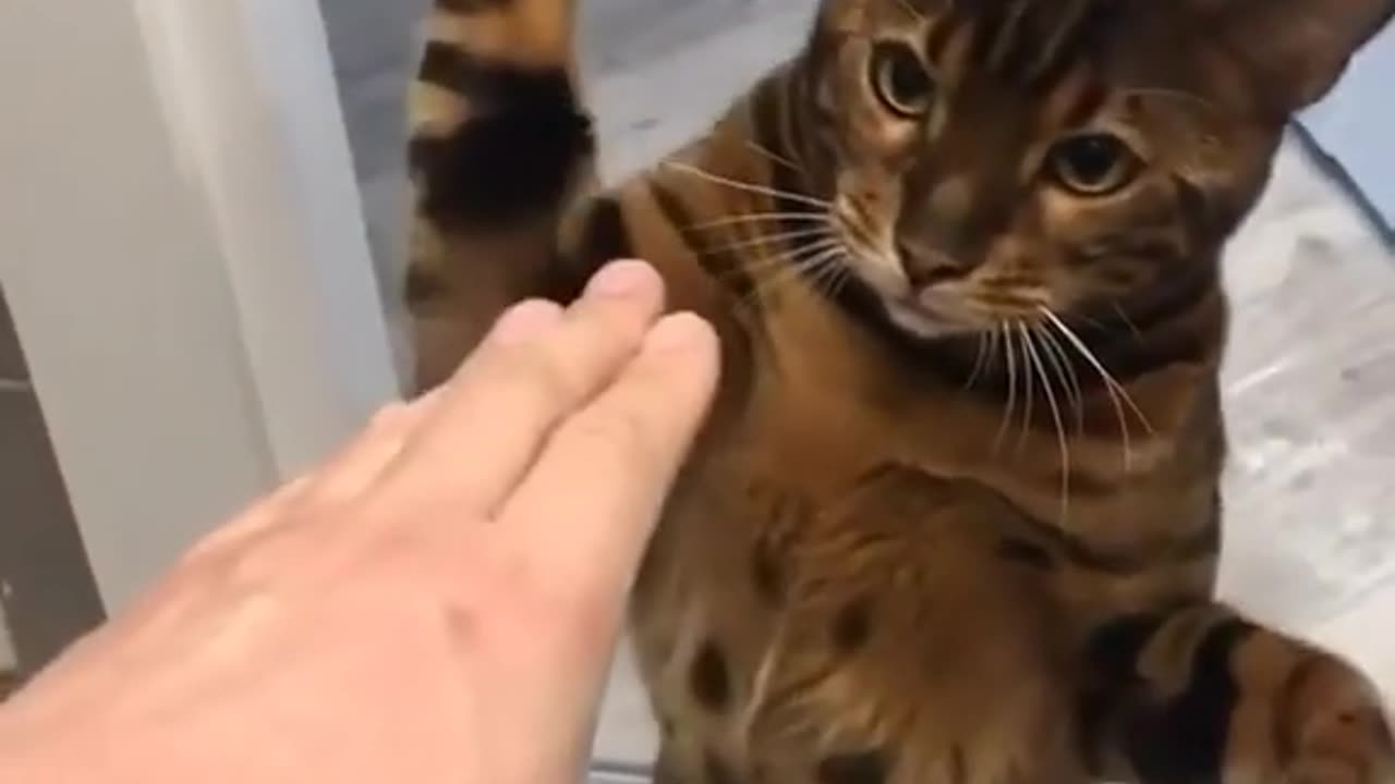 funny cat punching 👊