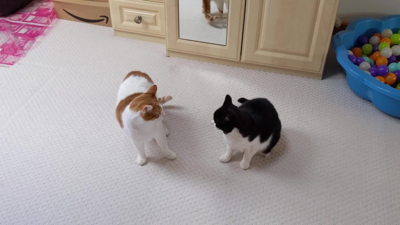 Cat Wiggles Butt Before Pounce Attack
