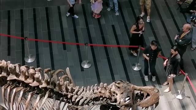 A skeleton of a Tyrannosaurus rex is on displayin Singapore