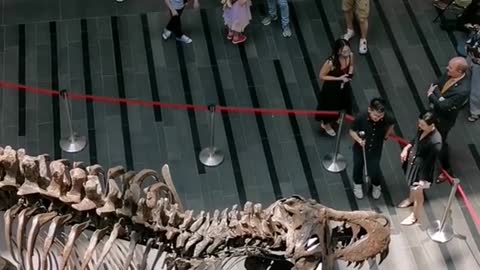 A skeleton of a Tyrannosaurus rex is on displayin Singapore