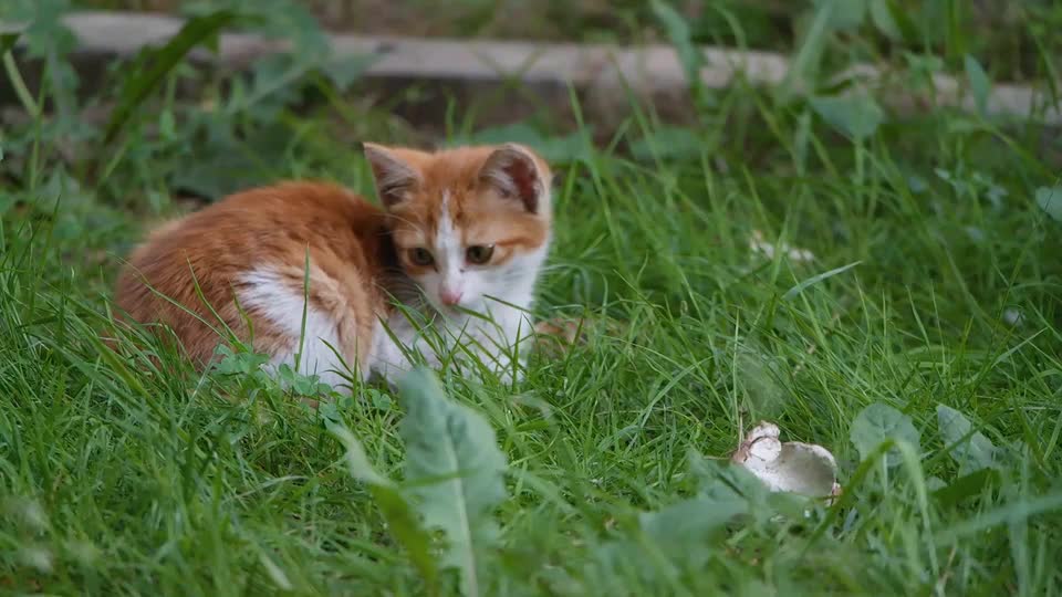 A Pet Kitten Resting And Trying To Catch Insect In The Grass