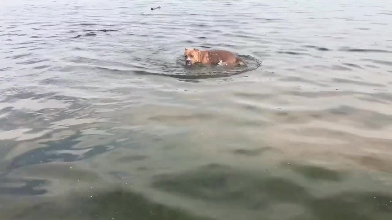 🐶pitbull playing in the lake 🐶 dog's life