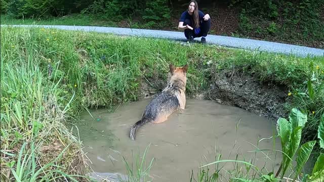 chien bergé avec sa nounou