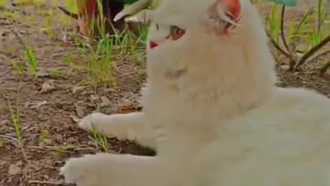 Cute and beautiful cat video.