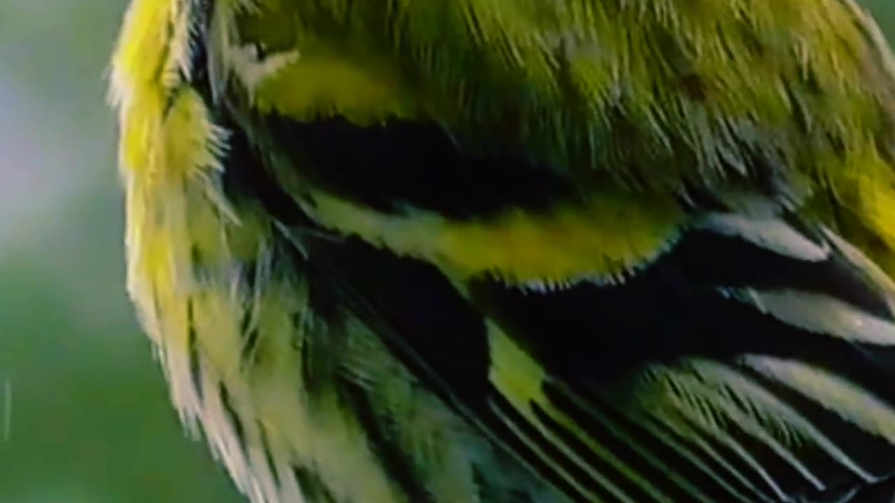 Cute 🐦bird