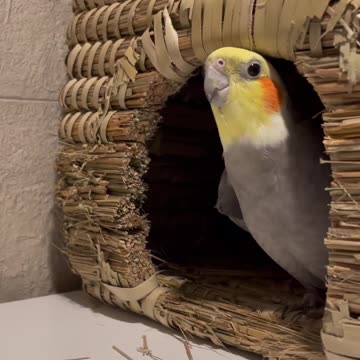 Parrot's new home. Beautiful singing