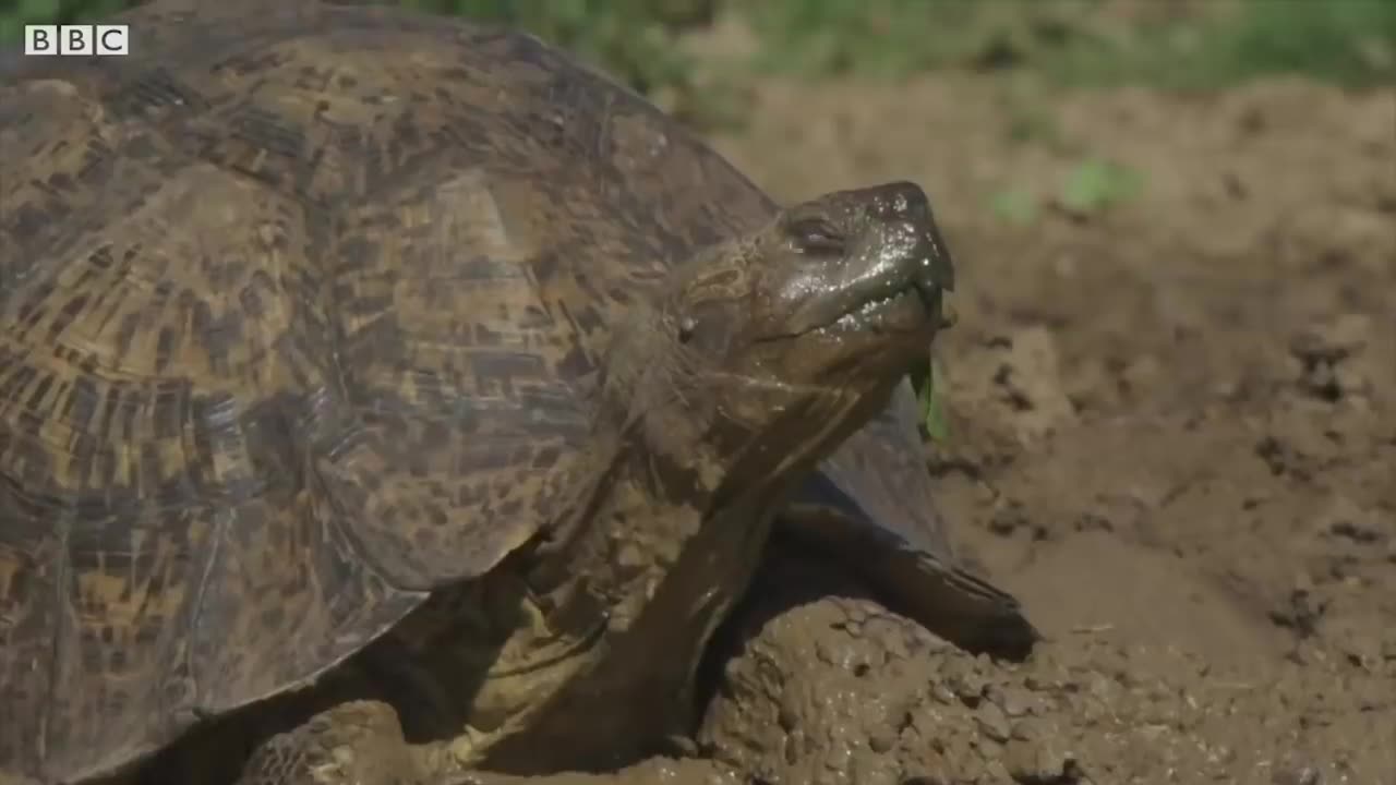 Top 5 silliest animal moments! BBC Earth