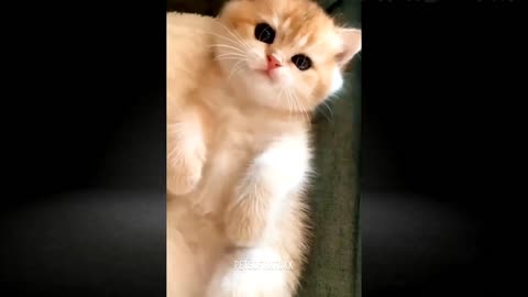 Funny Animal Videos 2024 🤣 Funniest Dogs And Cats Videos 👻 😸 🐺_ Pets Of TikTok _ Funny Animal Videos