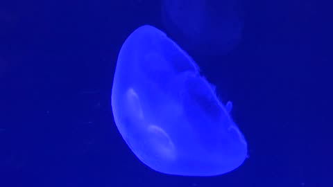 Jellyfish