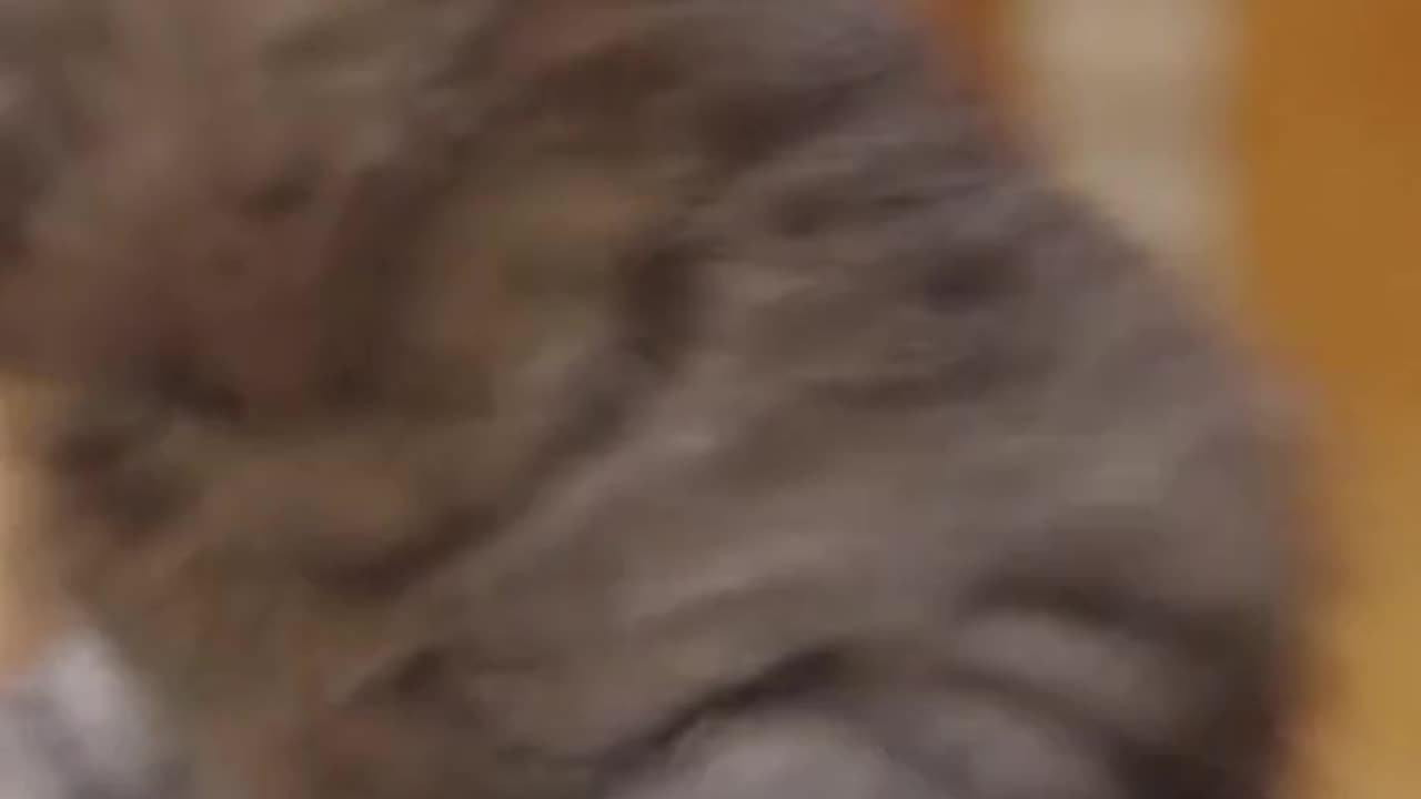 Story of a Dog.