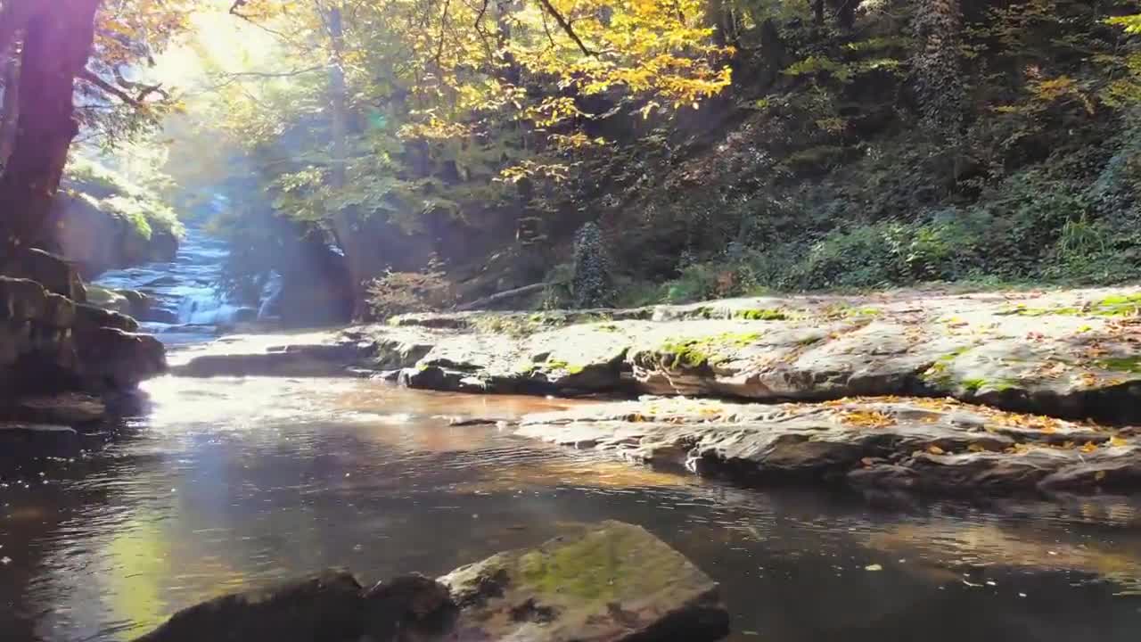 Enchanting Autumn Forests with Beautiful Piano Music