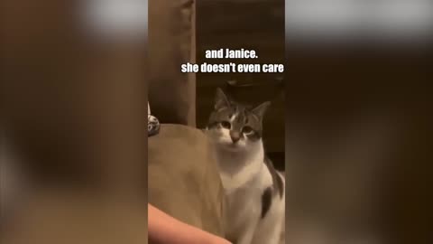 Cat is Disappointed