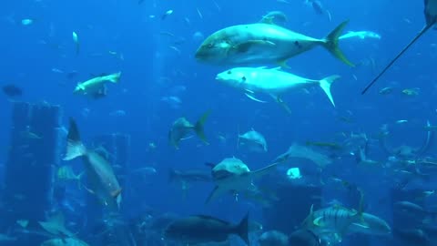 Sea fish are very beautiful