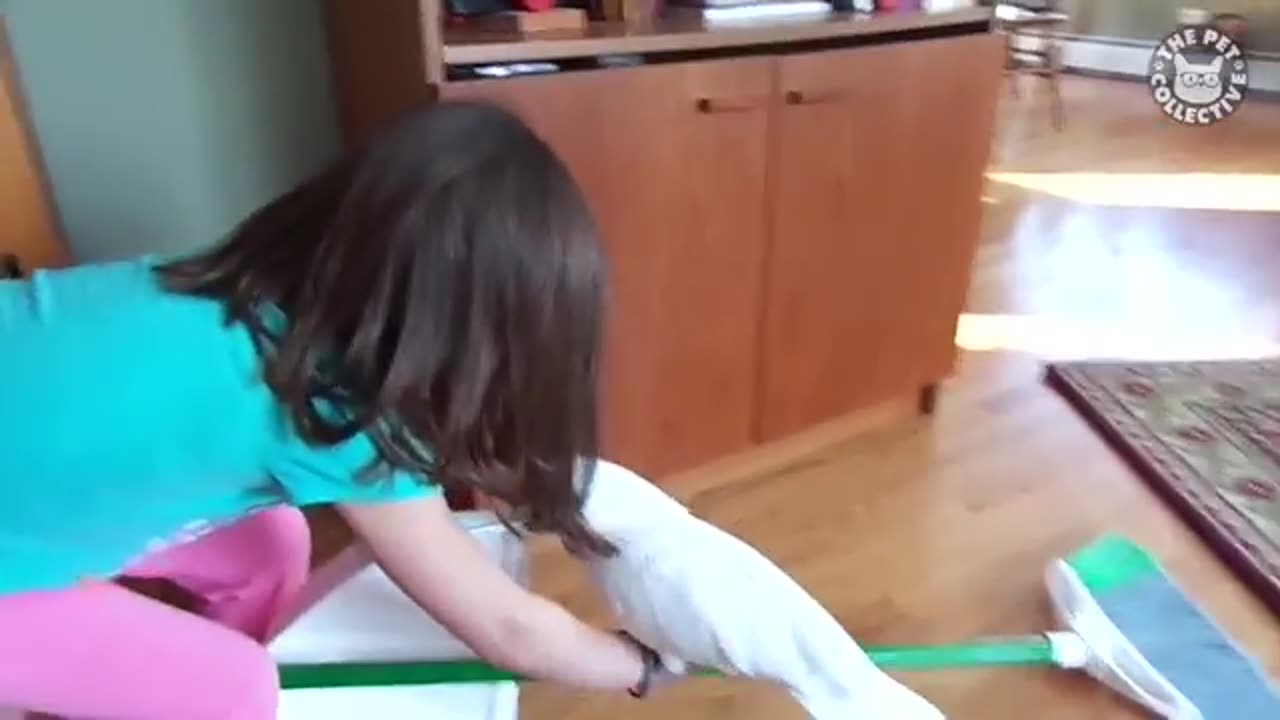 Try Not To Laugh | Funny Birds Video Compilation