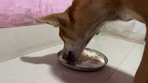 Dog eating her meal