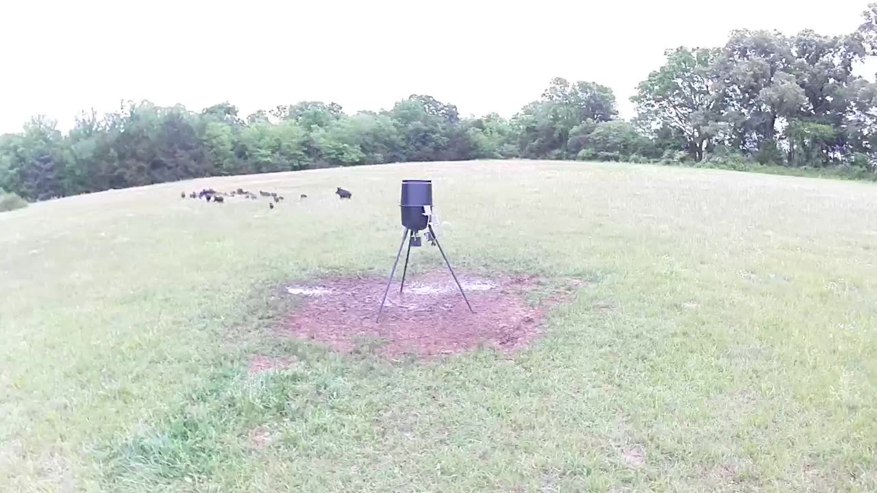 This CROW tells 30+ pigs to get away from his corn!