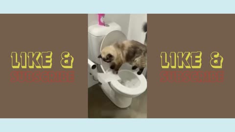 Funny animals - Funny cats & dogs - Funny animal videos 2024