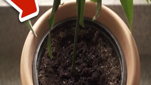 Put Potting Soil in the Oven and WATCH WHAT HAPPENS💥(surprise)🤯