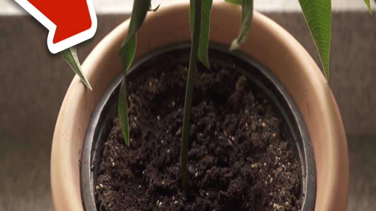 Put Potting Soil in the Oven and WATCH WHAT HAPPENS💥(surprise)🤯