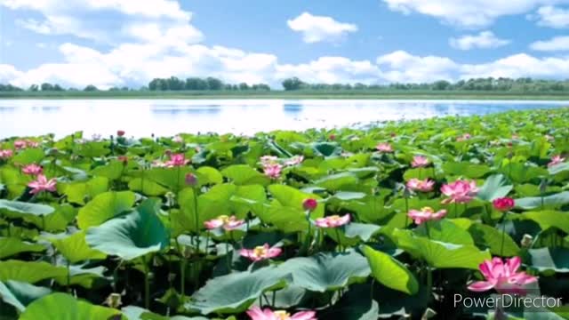 The Lotus,