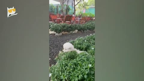 Funny Animals || cute cat and dog || New 2023