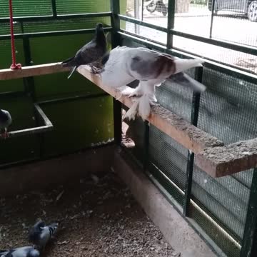 My fancy pigieon loft