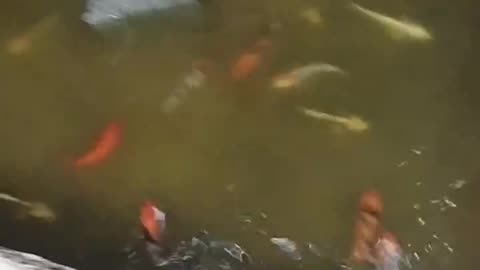 Koi fish on cemented pond