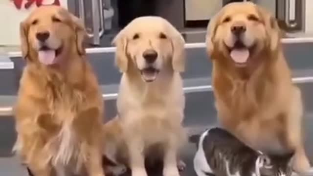 🥰🥰 #shorts #love #cute #dog #dogs #cat #viral #cats #animal #animals