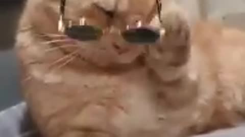 Cat funny video😂😂😂😂😂😂