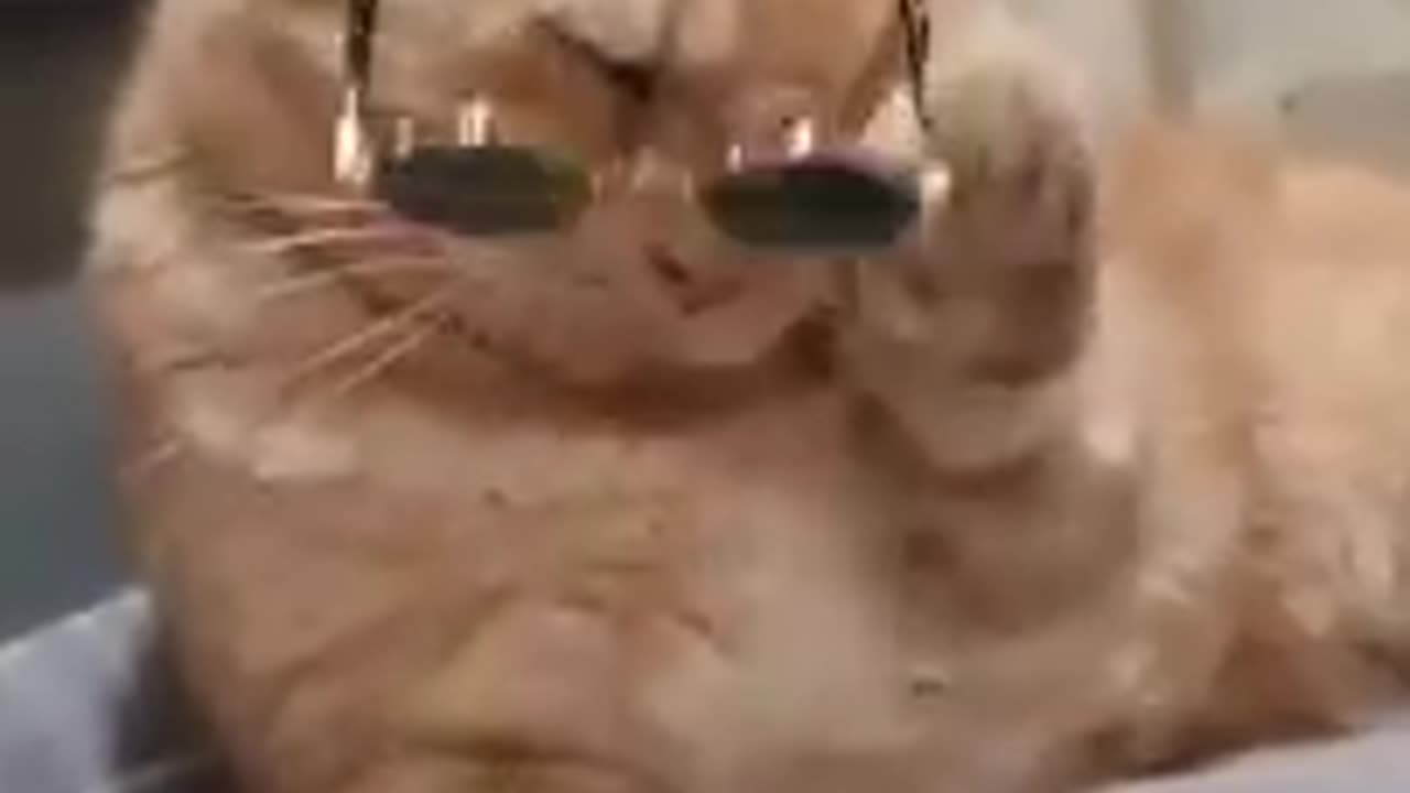 Cat funny videoππππππ