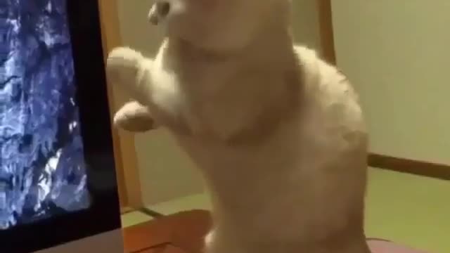 funny cats videos 2016 - New funny videos of cats