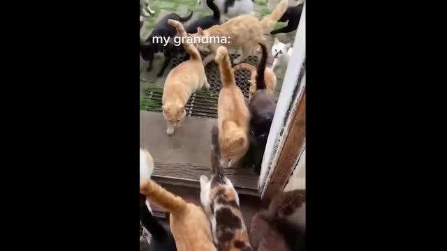 Funny animal videos! 🤣😂