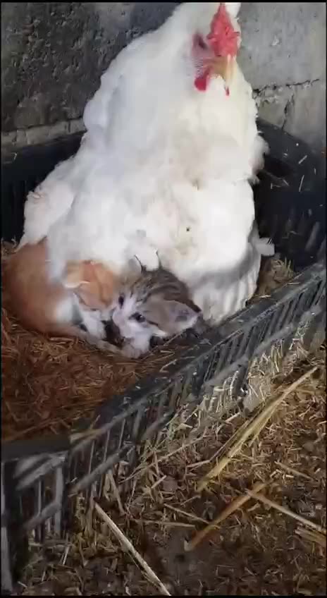 Sometimes Caring Is Not Just About Your Own