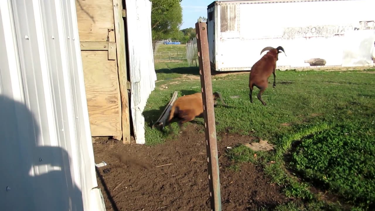 Sheep Jump