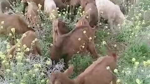 Goats in the mountains 2