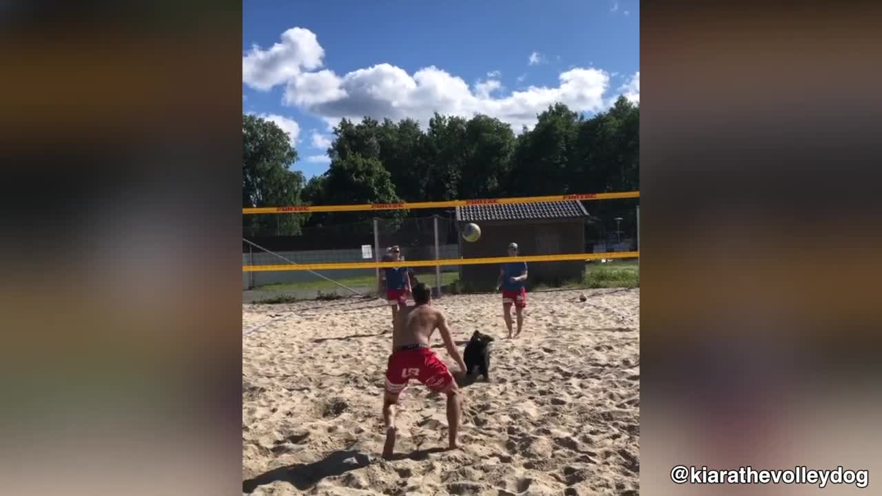 This Dog Knows How To Play Volleyball