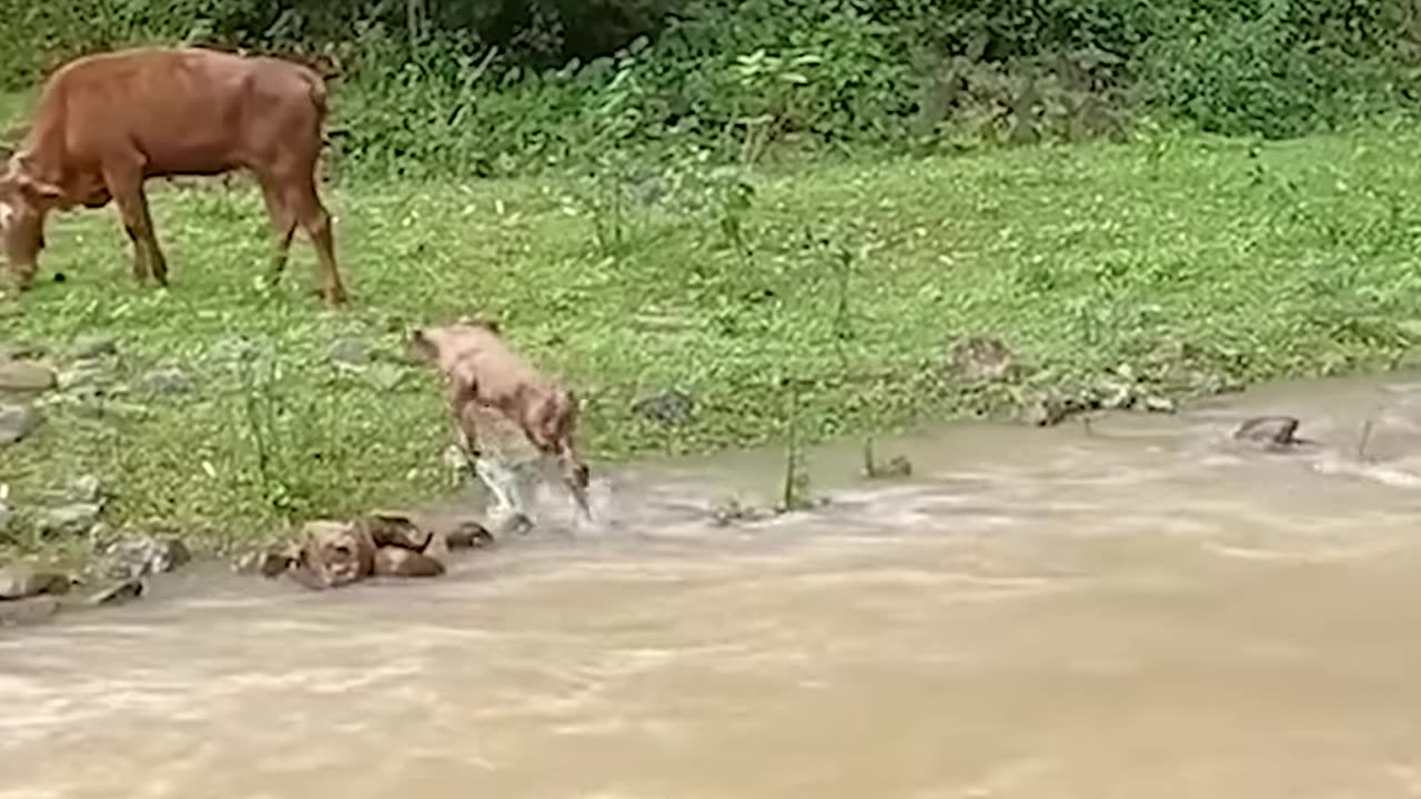 This resilient calf is a brave little swimmer