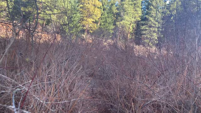 The Benefits of Snag-Free Gear – Metolius River – Central Oregon – 4K