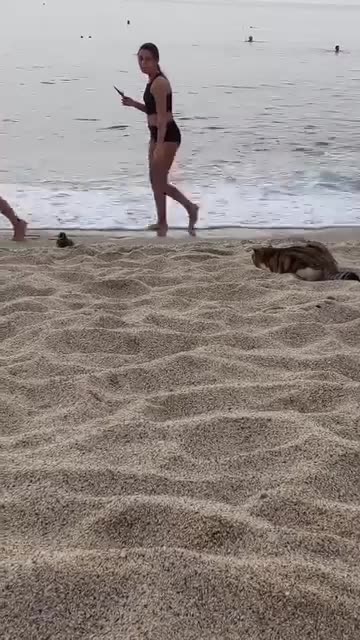 Cat hunting a pigeon on the beach
