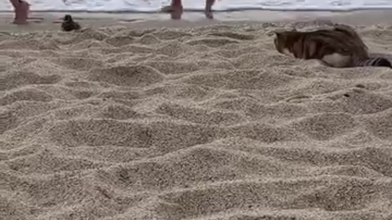 Cat hunting a pigeon on the beach