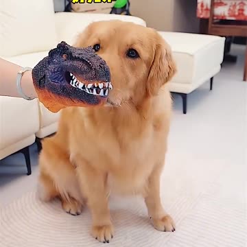 medicine ,,Medicine capsule ,In this way the dog eats medicine,fuuny videos