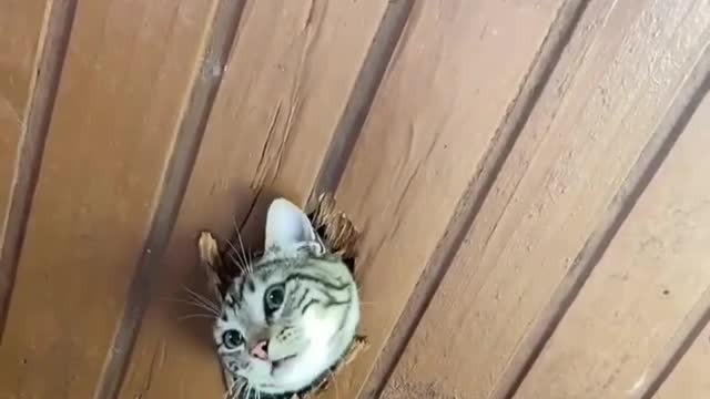 Cat funny moment