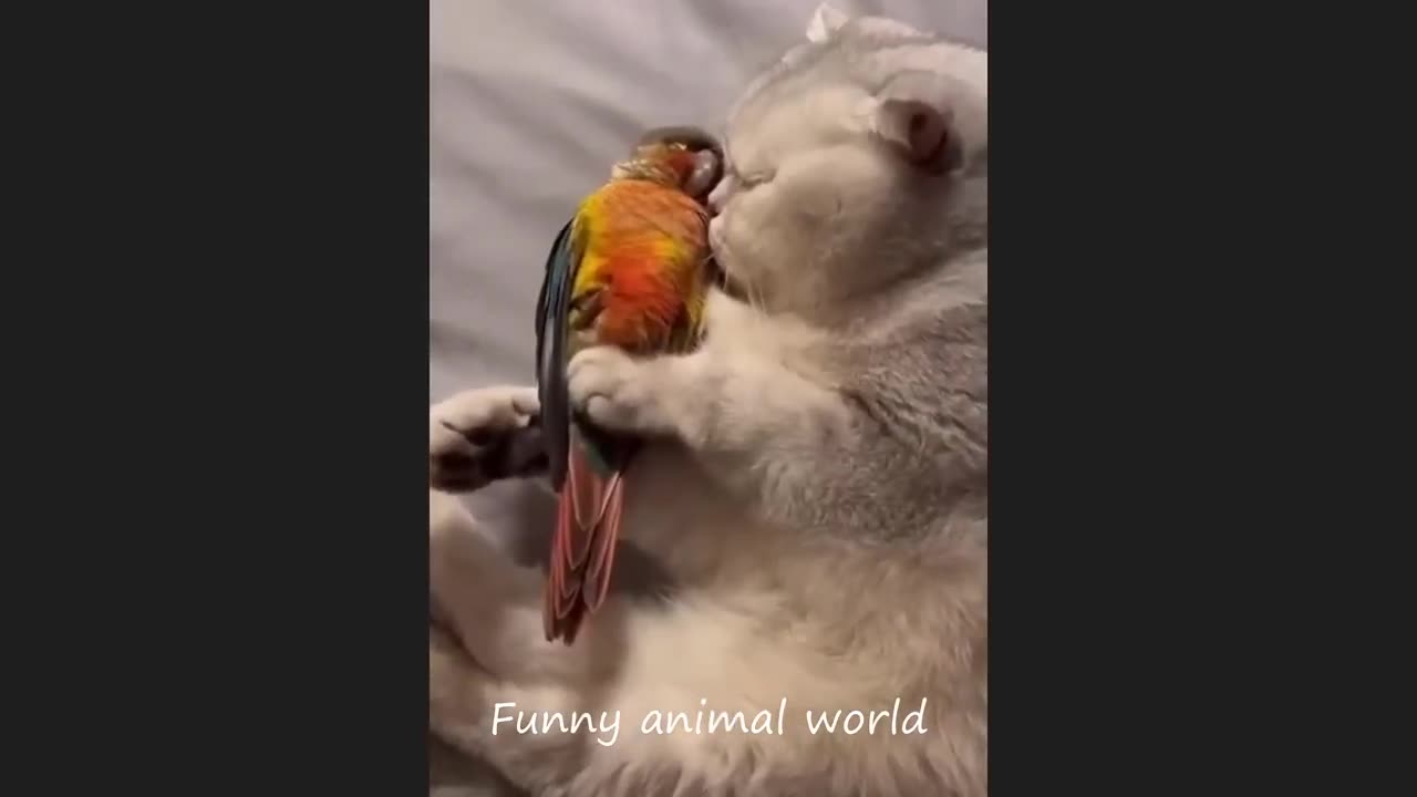 FUNNY ANIMALS