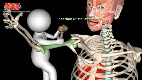 Muscles, origin, insertion, actions